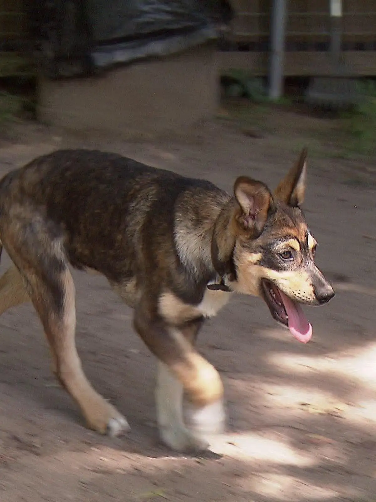 Zehn Hundewelpen suchen ein neues Zuhause.