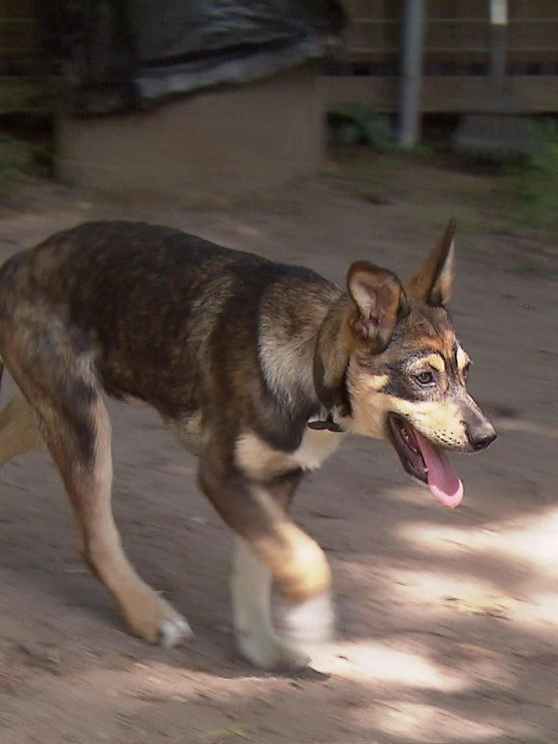 Zehn Hundewelpen suchen ein neues Zuhause.
