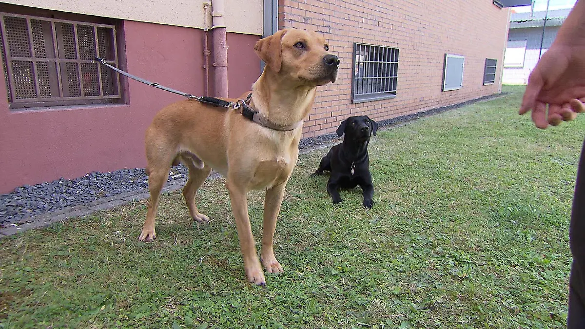 Therapie-Hunde