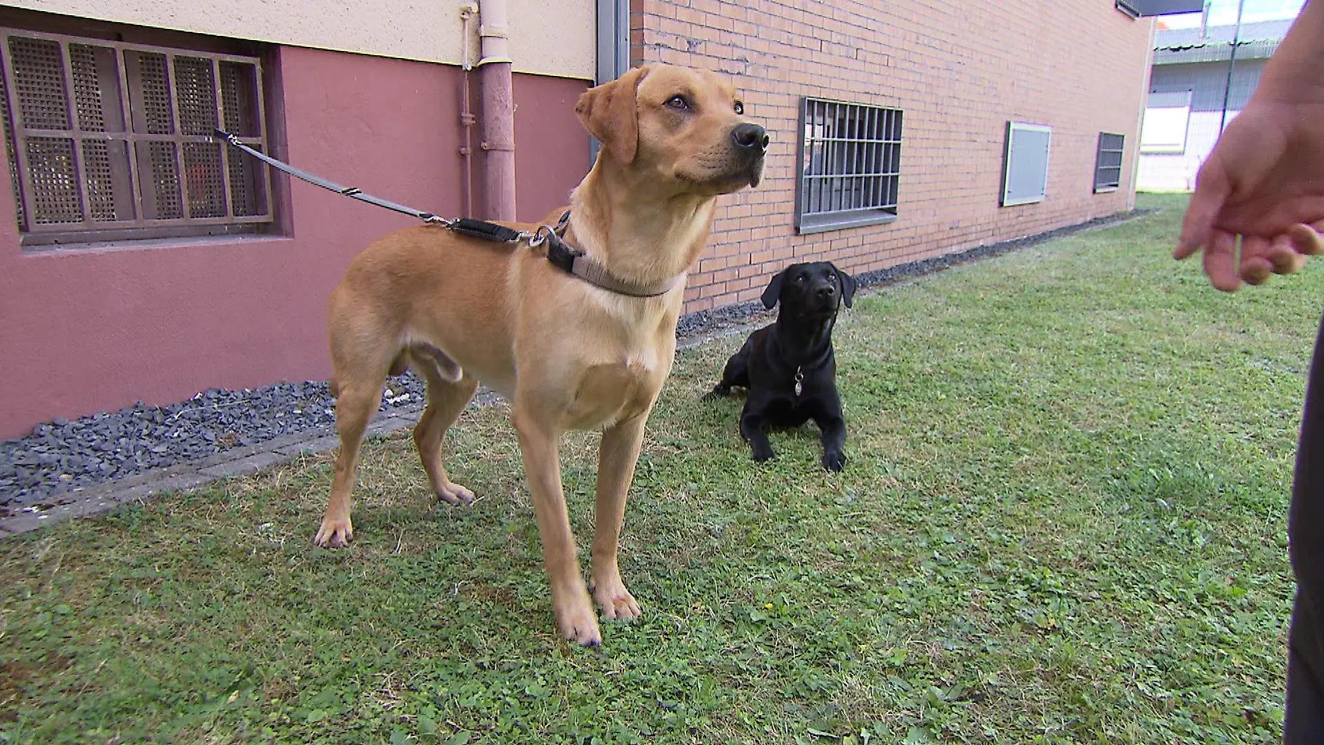 Therapie-Hunde