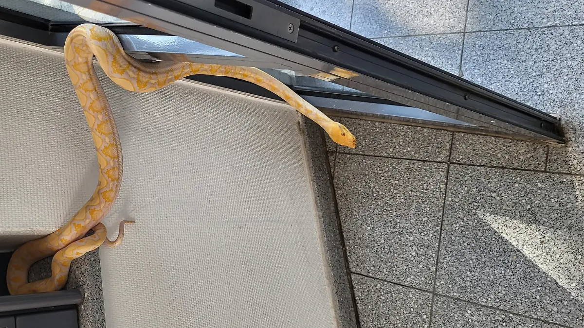 Albino-Netz-Python