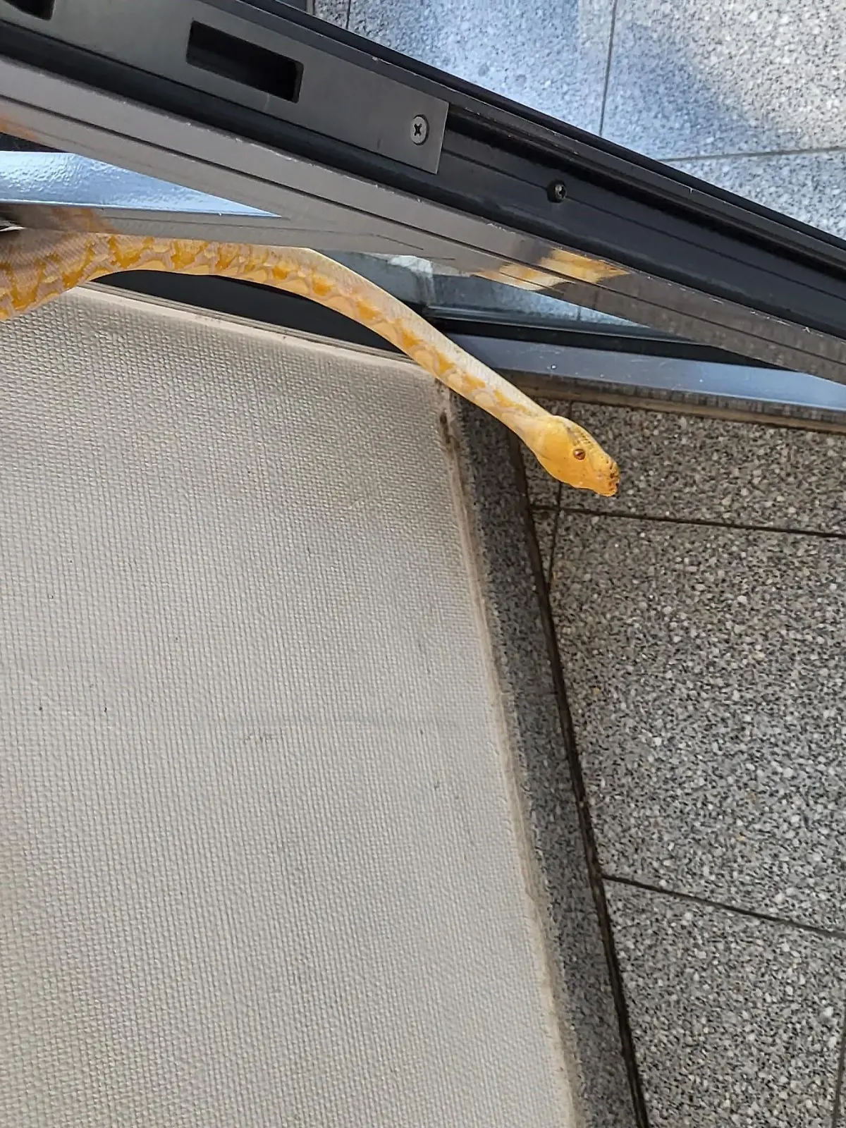 Albino-Netz-Python