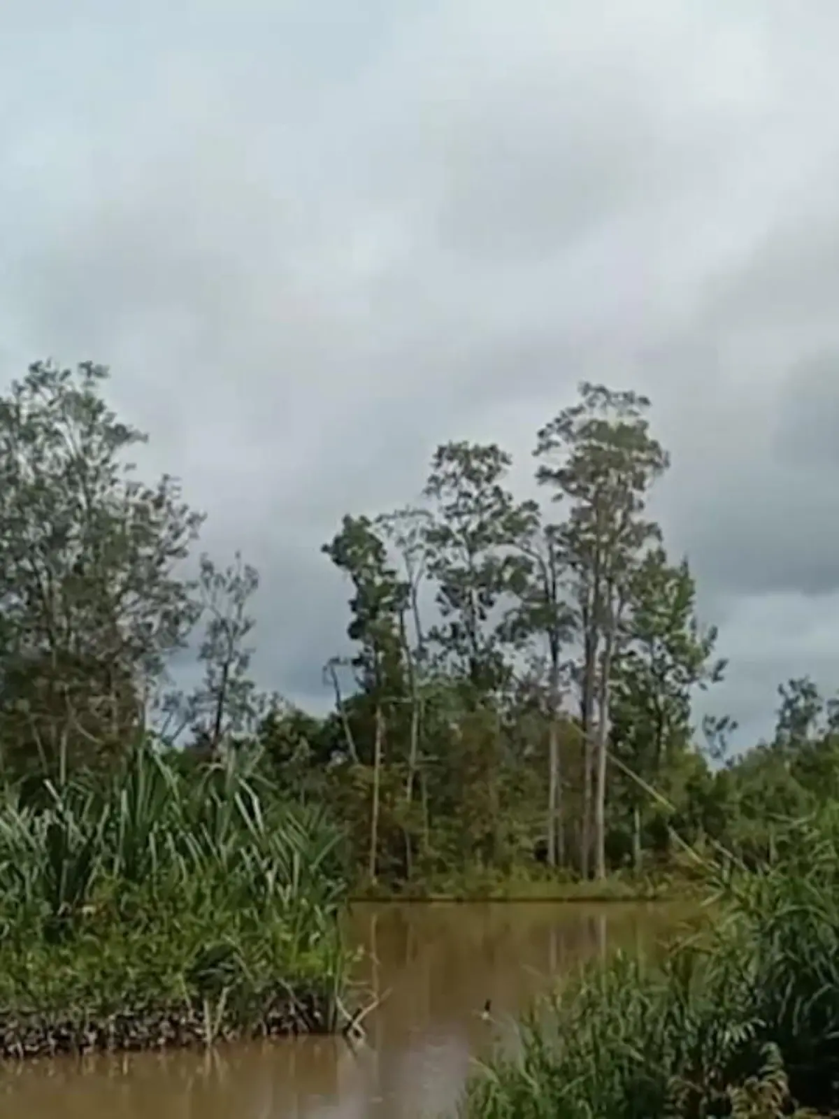 Diese indonesischen Inseln wandern über einen See ohne erkennbaren Grund. Weder starker Wind noch eine starke Strömung ist hier zu erkennen.