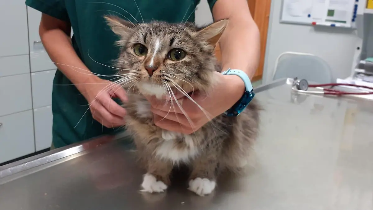 Ferienzeit 2022 im Norden: Schon mehr als 120 ausgesetzte Tiere im Tierheim in Hamburg.
