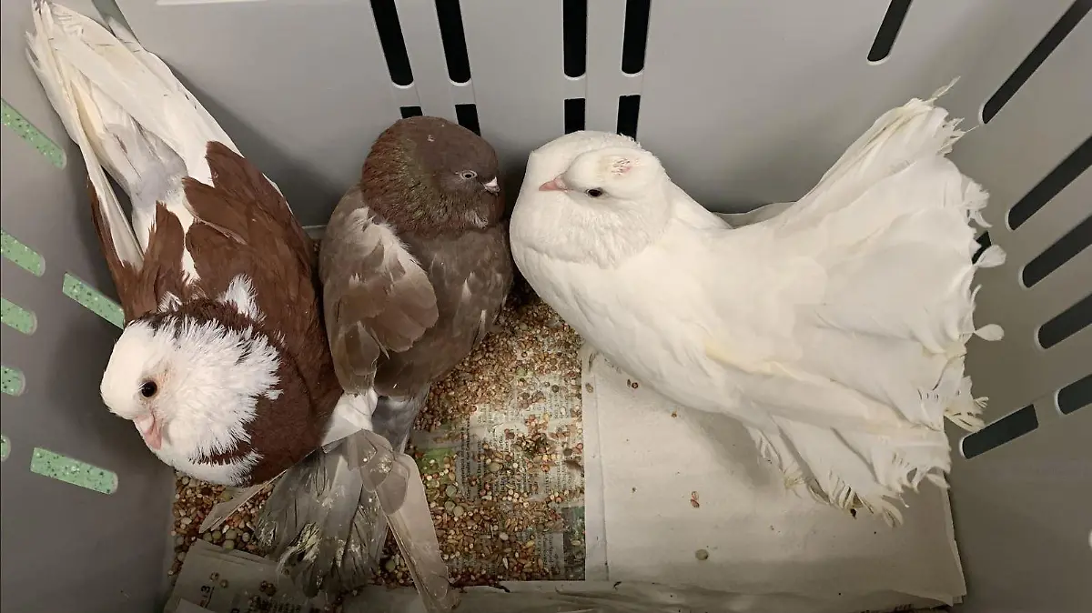 Ausgesetzte Tauben aus dem Tierheim in Hamburg