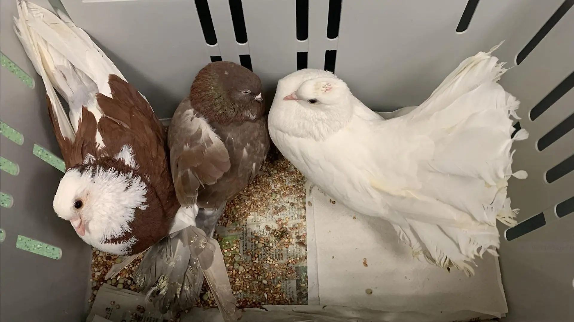 Ausgesetzte Tauben aus dem Tierheim in Hamburg