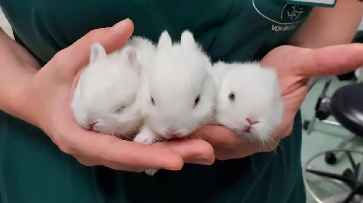 Ferienzeit 2022 im Norden: Schon mehr als 120 ausgesetzte Tiere im Tierheim in Hamburg.