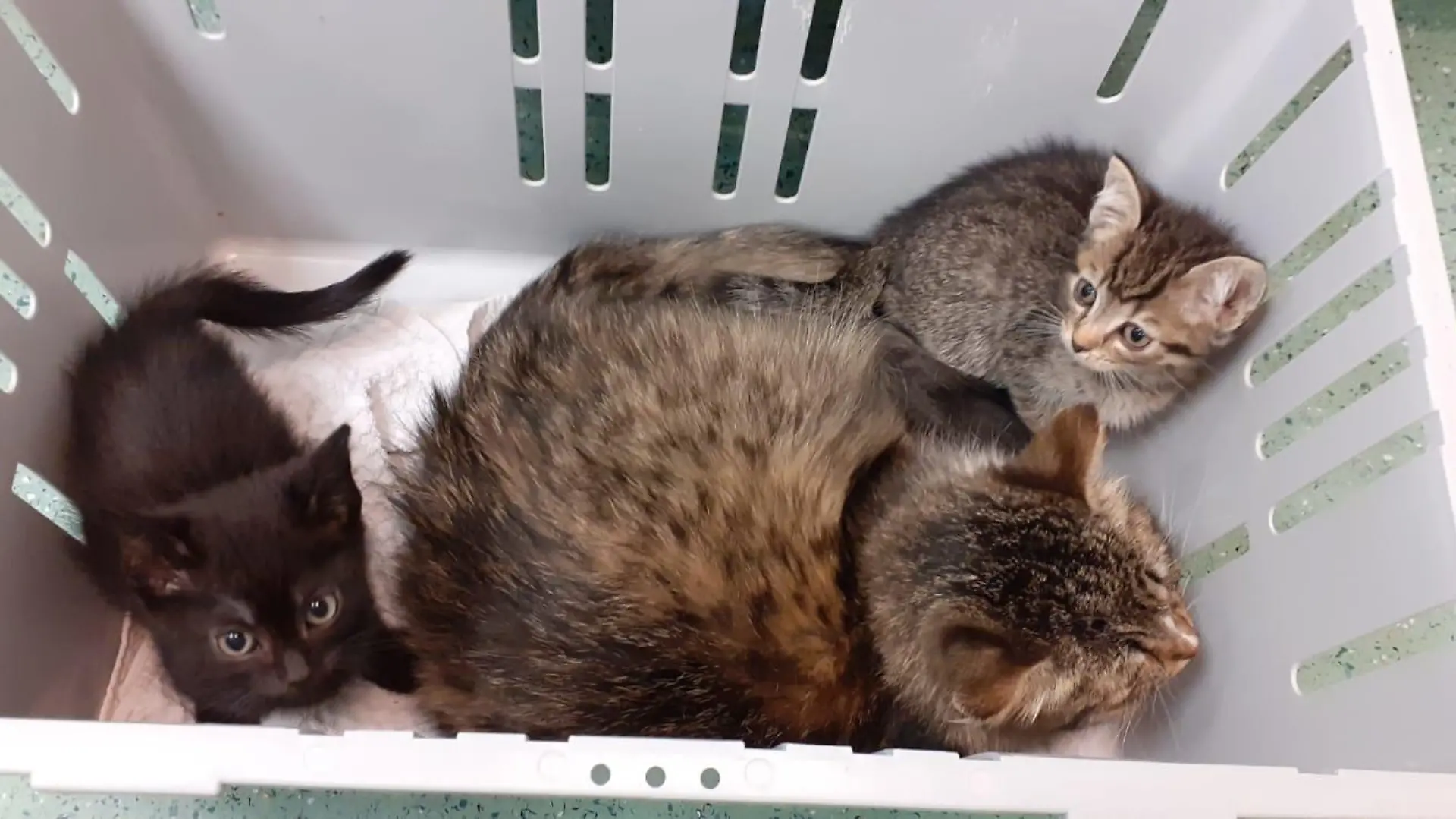 Ferienzeit 2022 im Norden: Schon mehr als 120 ausgesetzte Tiere im Tierheim in Hamburg.