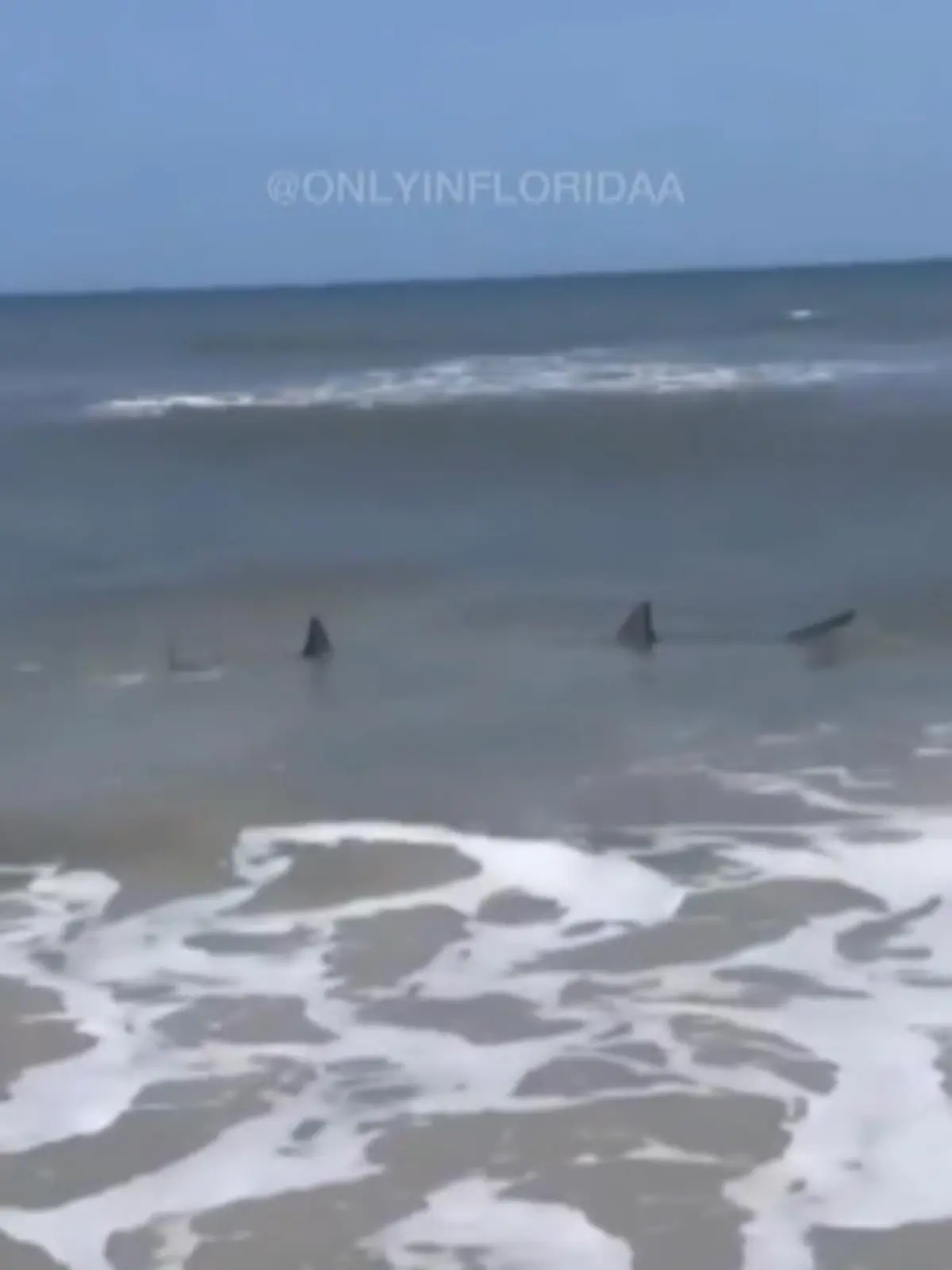 Rettung in letzter Sekunde? Hier am Neptune Beach schwimmen zwei Haie ganz nah an der Küste und bleiben von den meisten Besuchern zuerst unentdeckt – bis eine Frau schreit: Raus aus dem Wasser.