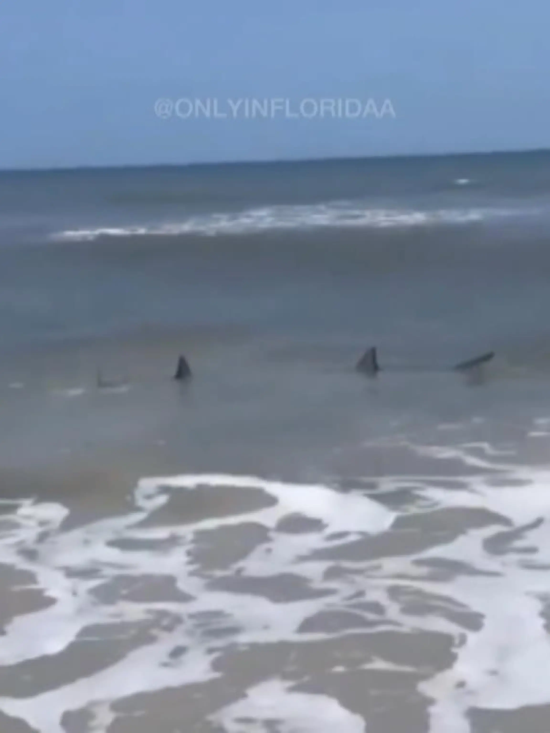 Rettung in letzter Sekunde? Hier am Neptune Beach schwimmen zwei Haie ganz nah an der Küste und bleiben von den meisten Besuchern zuerst unentdeckt – bis eine Frau schreit: Raus aus dem Wasser.