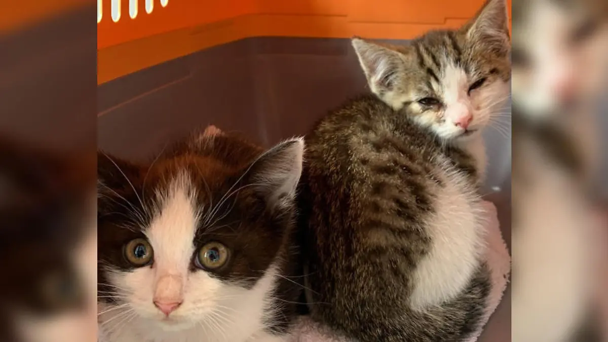 Ausgesetzte Katzenkinder im Tierheim Süderstraße.