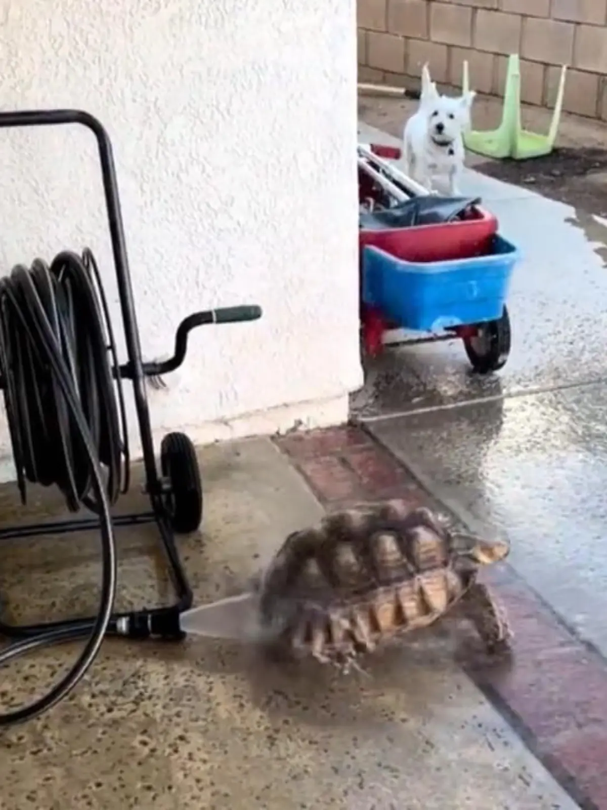 „Ahhh, ja, das ist genau die richtige Stelle“, würde diese Schildkröte vermutlich laut ausrufen, wenn sie sprechen könnte. Denn sie genießt gerade einen Luxus, den wohl nur wenige Artgenossen jemals erleben dürfen: Sie lässt sich von einem Wasserstrahl den Panzer säubern – und hat dabei eine grandiose Zeit!