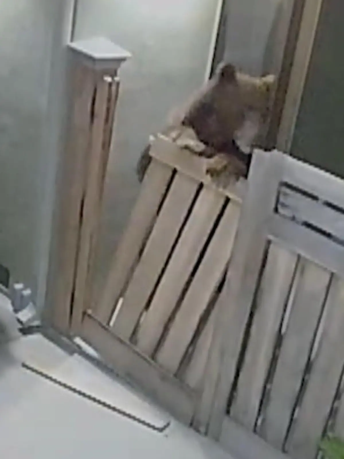 Auf der Suche nach Essen bricht ein Bär in einen Garten ein.