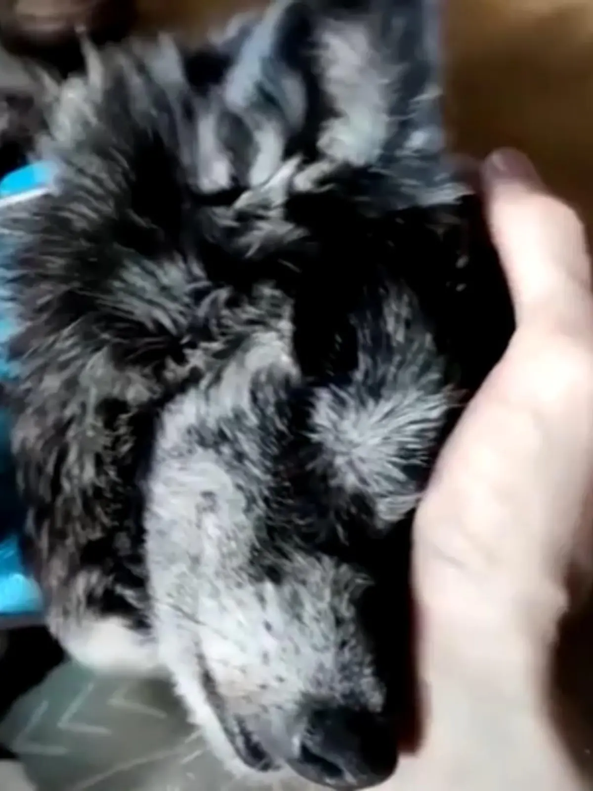 Nach acht langen Jahren im Tierheim Berlin hat Hundeomi Bibi endlich ein liebevolles Zuhause gefunden. Und das obwohl es lange nicht danach aussah.