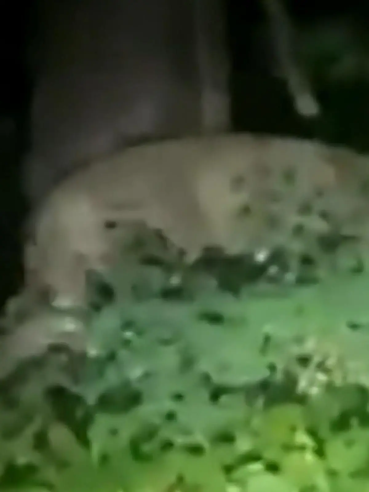 Der Berliner Süden ist in Alarmbereitschaft: Dort soll sich aktuell eine Löwin herumtreiben, ein Video zeigt offenbar das Wildtier im Gebüsch. Doch weder Tierparks, Zoos noch Zirkusse haben das Tier bsilang für sich beansprucht. Ist die Raubkatze womöglich einer Privatperson abhanden gekommen?