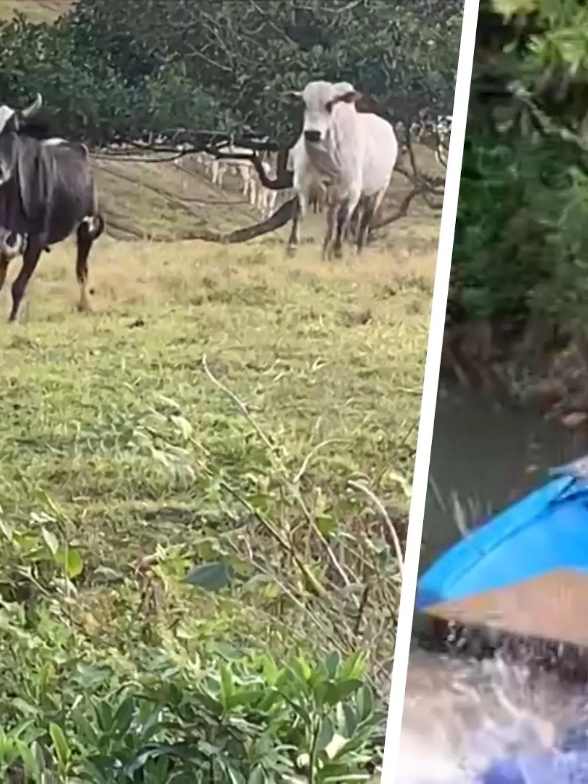 Da hat sich wohl jemand mit den Falschen angelegt. Ein Mann hat in Guarapari, Brasilien, eine friedlich-grasende Herde an Rindern so lange provoziert – bis diese schnurstracks auf ihn zu rannte. Der Mann floh und fiel bei der überschwänglichen Aktion auch noch in den Fluss.