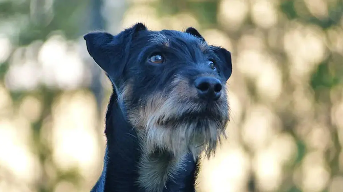 Herrchen bangt um Hund "Hardy": Tier in Aschauer Klamm verschwunden