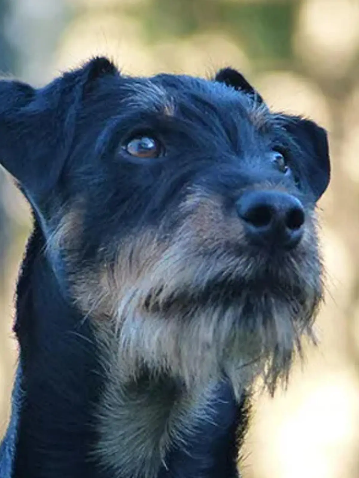Herrchen bangt um Hund "Hardy": Tier in Aschauer Klamm verschwunden