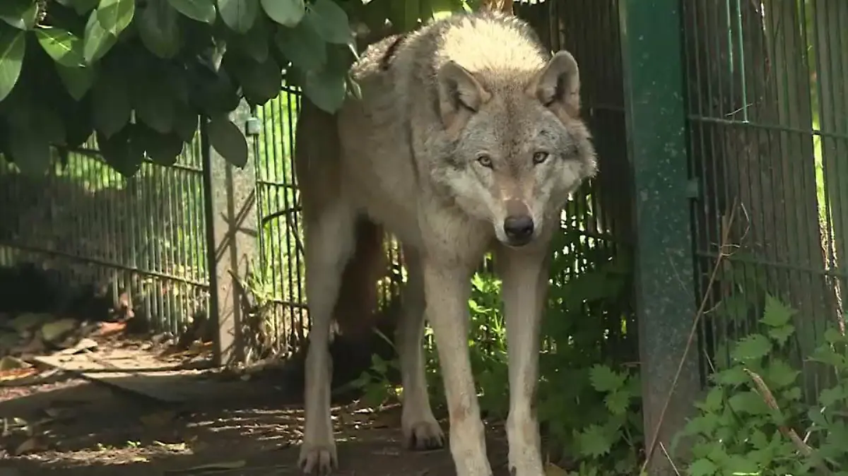 Wolfshunde sind äußerlich kaum von einem Wolf zu unterscheiden. (Symbolbild)