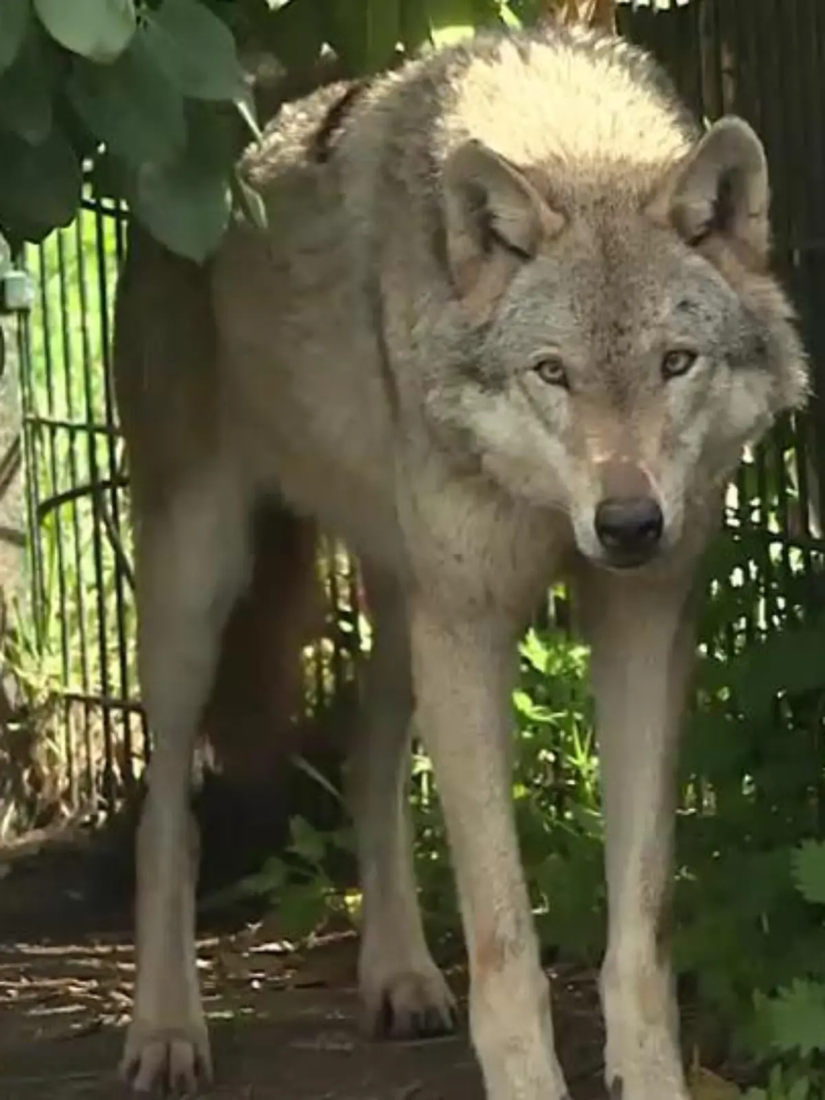 Wolfshunde sind äußerlich kaum von einem Wolf zu unterscheiden. (Symbolbild)