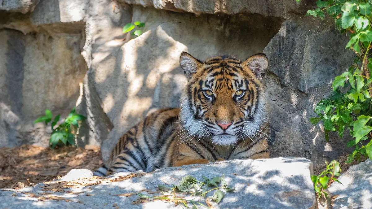 Zweiter Tiger-Vierling im Tierpark Berlin eingeschläfert