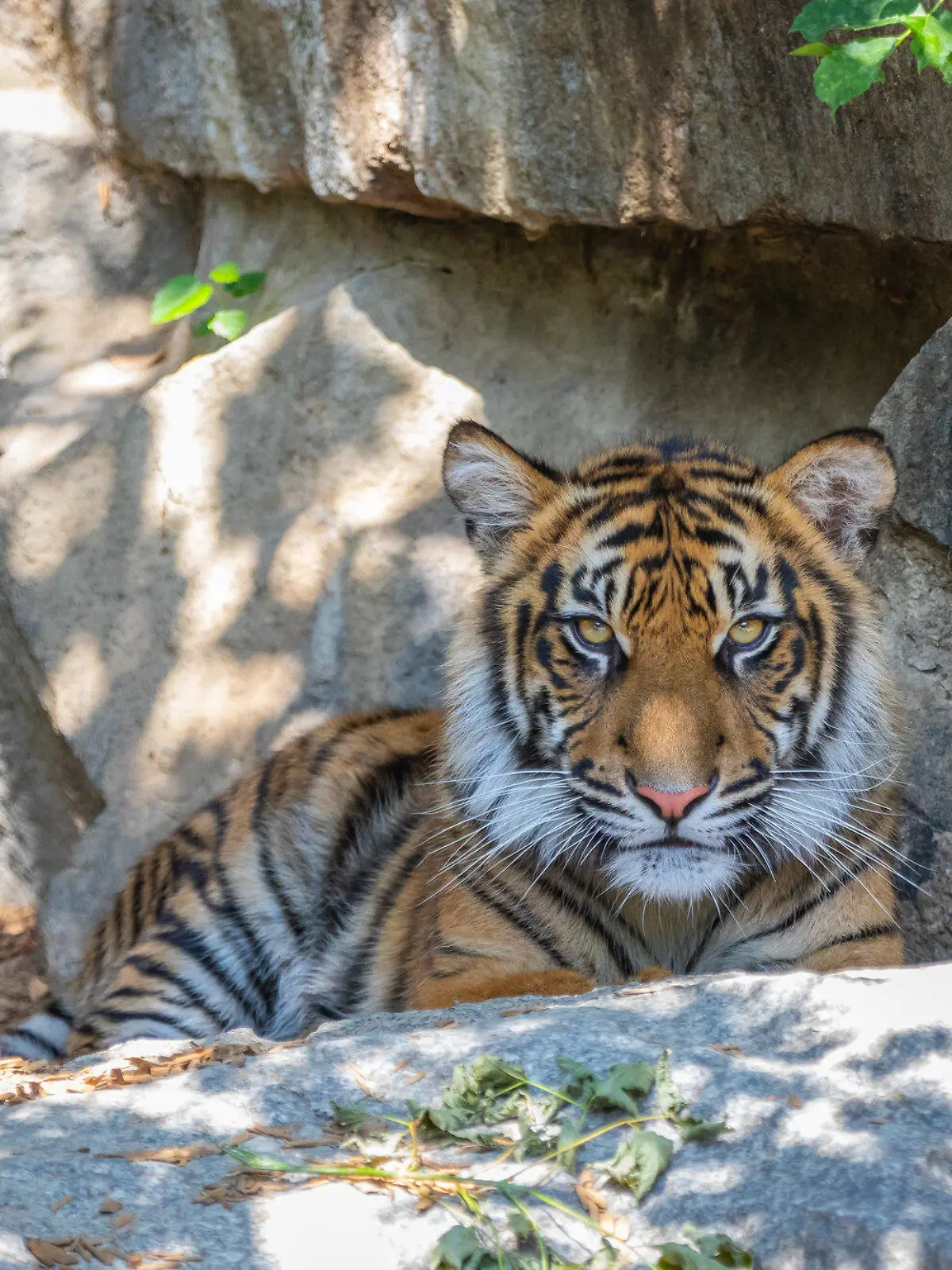 Zweiter Tiger-Vierling im Tierpark Berlin eingeschläfert