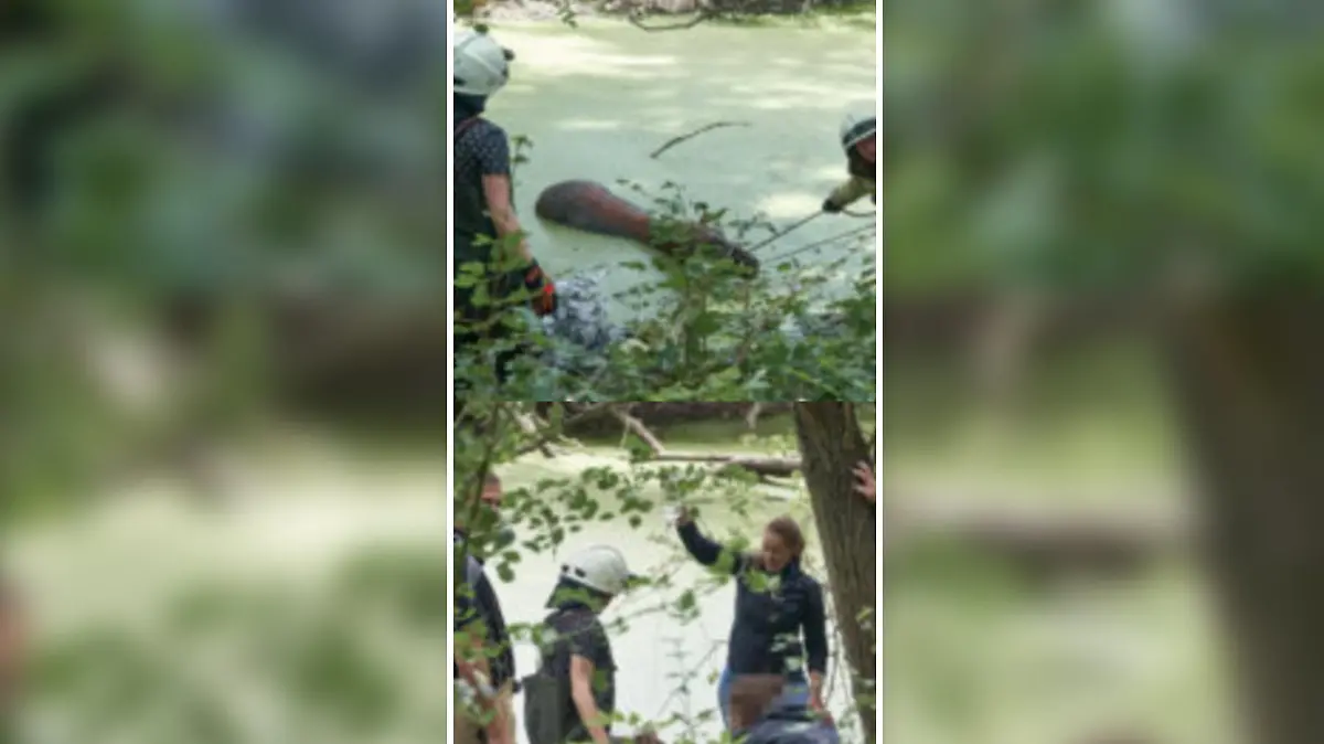 Was für ein Tier ist hier nur im Fluss eingesunken?
