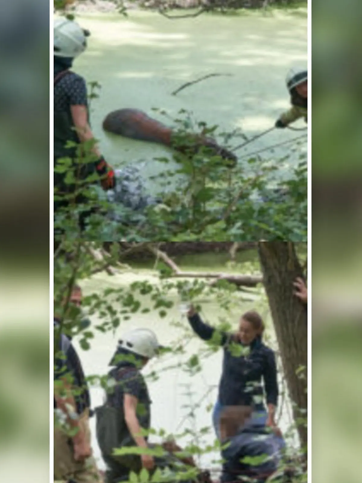 Was für ein Tier ist hier nur im Fluss eingesunken?