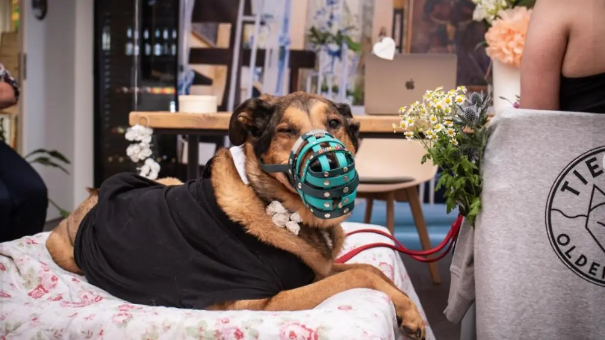 Bantu in seinem Hochzeitsoutfit. Das Tierheim hat in extra herausgeputzt.