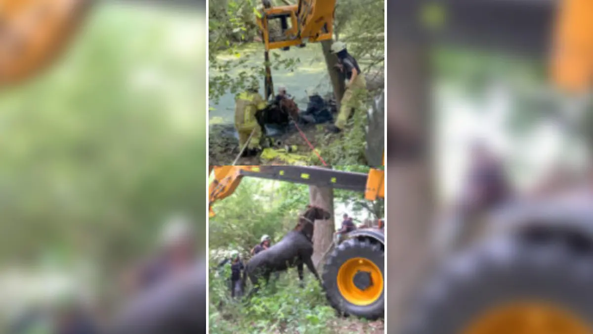 Nur mit einem Teleskoplader kann das Tier aus dem Wasser befreit werden.