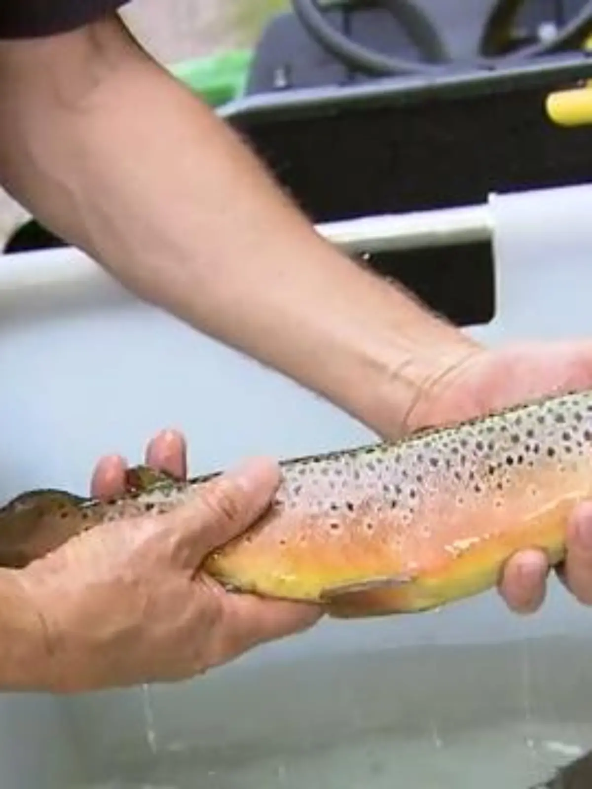 Bild zu: "NRWs größte Fischzucht"