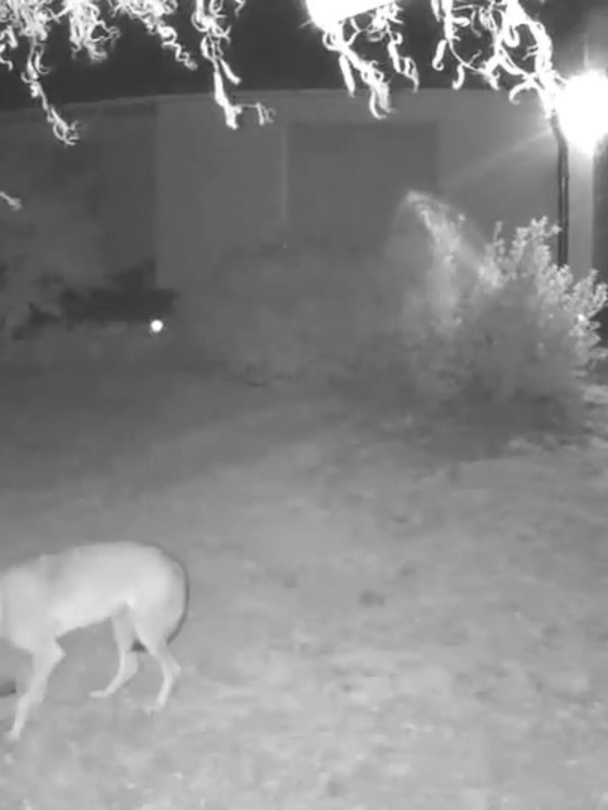 Der Wolf ist in Deutschland weiter auf dem Vormarsch. Es gibt 157 bestätigte Rudel; Niedersachsen und Brandenburg wollen den Abschuss von einzelnen, problematischen Wölfen vereinfachen. Wie es ist, wenn ein Wolf dem Menschen auf die Pelle rückt, hat Antje Schilling aus Liebschützberg (Sachsen) erfahren.