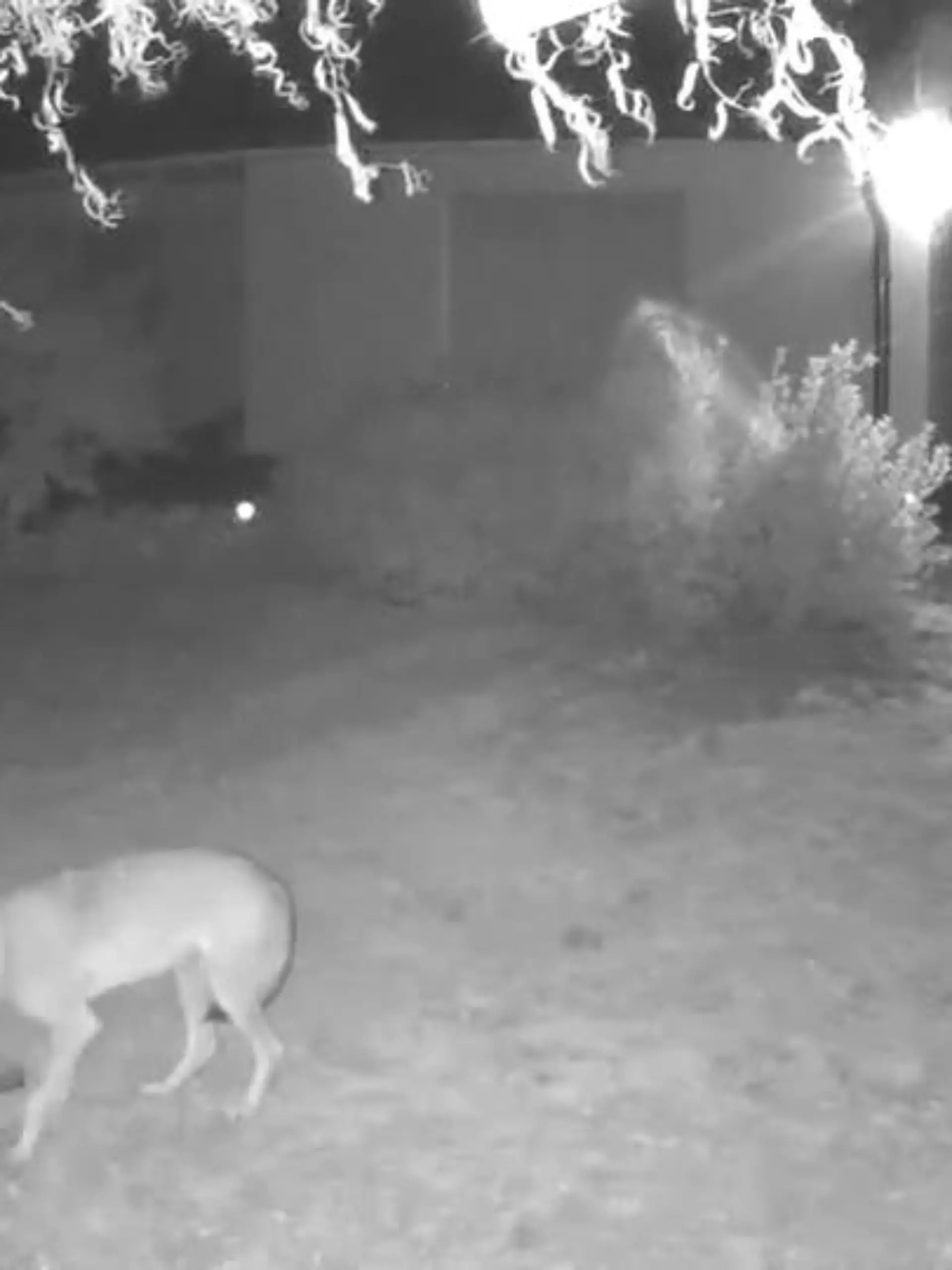 Der Wolf ist in Deutschland weiter auf dem Vormarsch. Es gibt 157 bestätigte Rudel; Niedersachsen und Brandenburg wollen den Abschuss von einzelnen, problematischen Wölfen vereinfachen. Wie es ist, wenn ein Wolf dem Menschen auf die Pelle rückt, hat Antje Schilling aus Liebschützberg (Sachsen) erfahren.