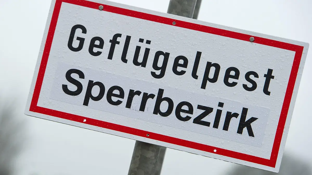 ARCHIV - 15.11.2016, Mecklenburg-Vorpommern, Greifswald: Ein Schild mit der Aufschrift «Geflügelpest Sperrbezirk». (zu dpa: «Geflügelpest-Ausbruch in Gänse- und Hähnchenmast bei Flensburg») Foto: Stefan Sauer/dpa-Zentralbild/dpa/Symbolbild +++ dpa-Bildfunk +++