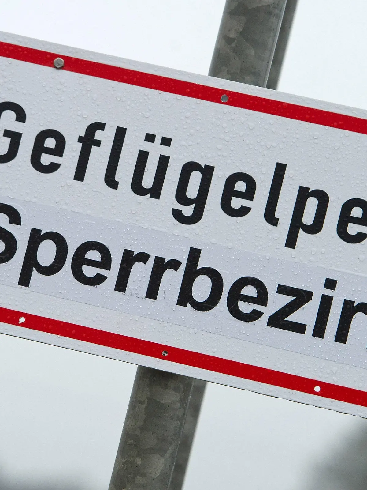 ARCHIV - 15.11.2016, Mecklenburg-Vorpommern, Greifswald: Ein Schild mit der Aufschrift «Geflügelpest Sperrbezirk». (zu dpa: «Geflügelpest-Ausbruch in Gänse- und Hähnchenmast bei Flensburg») Foto: Stefan Sauer/dpa-Zentralbild/dpa/Symbolbild +++ dpa-Bildfunk +++