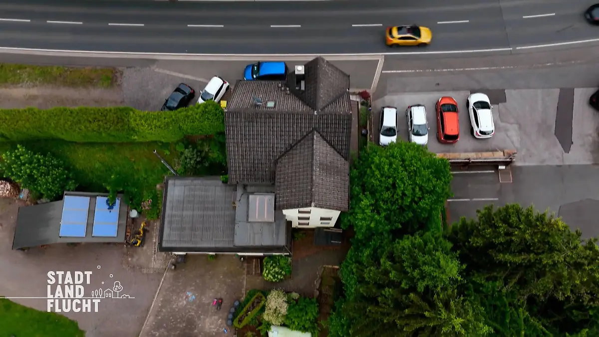 Die Hauptstraße stört aber Begeisterung für die Kühe