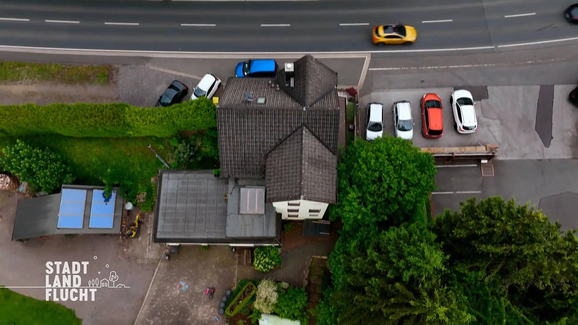 Die Hauptstraße stört aber Begeisterung für die Kühe