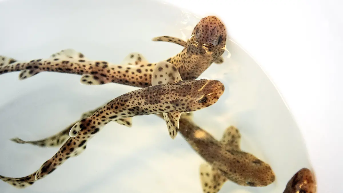 13.07.2022, Niedersachsen, Borkum: Kleingefleckte Katzenhaie schwimmen vor ihrer Auswilderung in einem Behältnis. Das Borkumer Nordsee-Aquarium züchtet Katzenhaie - nun sind die Tiere vor der ostfriesischen Insel ausgewildert worden. Foto: Sina Schuldt/dpa +++ dpa-Bildfunk +++