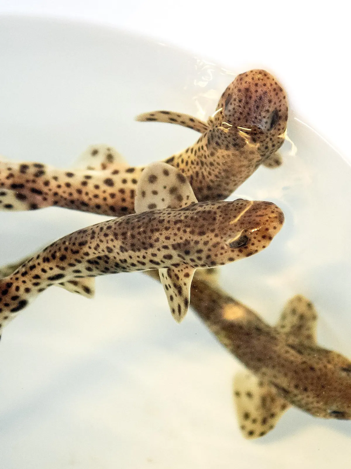 13.07.2022, Niedersachsen, Borkum: Kleingefleckte Katzenhaie schwimmen vor ihrer Auswilderung in einem Behältnis. Das Borkumer Nordsee-Aquarium züchtet Katzenhaie - nun sind die Tiere vor der ostfriesischen Insel ausgewildert worden. Foto: Sina Schuldt/dpa +++ dpa-Bildfunk +++