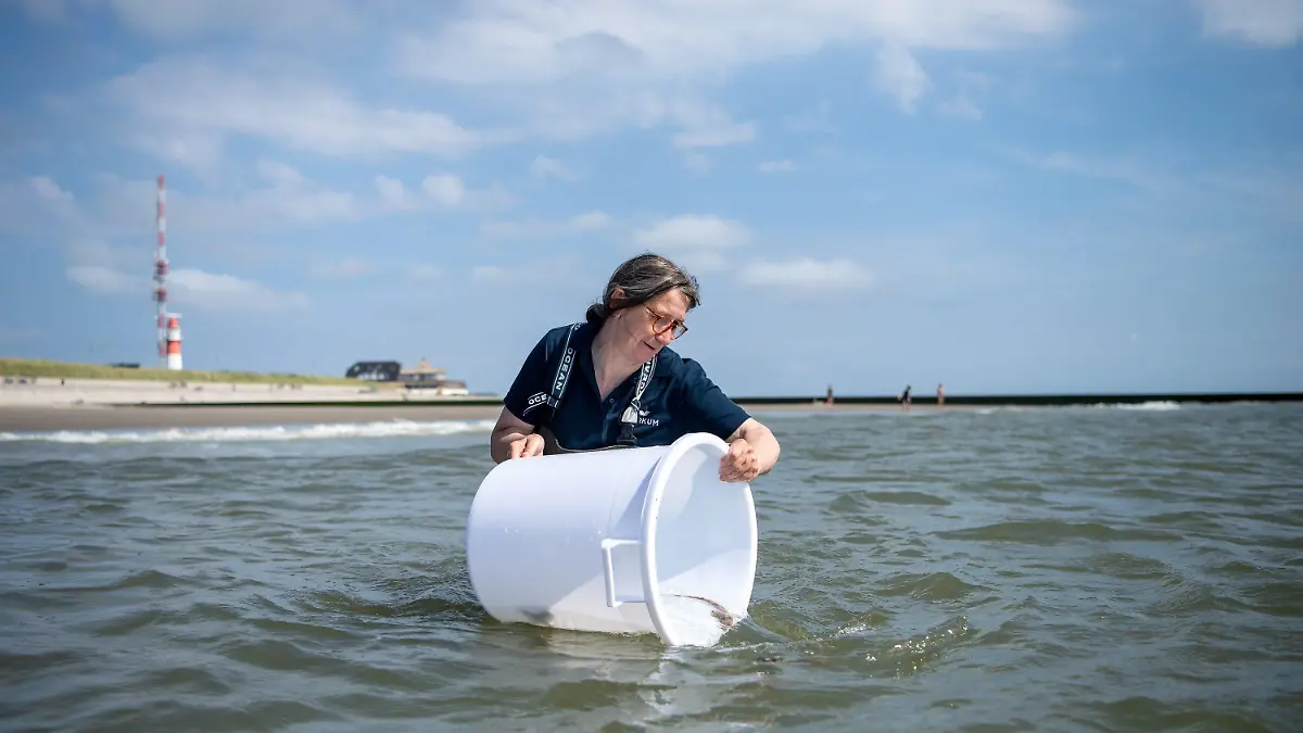 13.07.2022, Niedersachsen, Borkum: Maria Oetjen lässt Jungtiere vom Kleingefleckten Katzenhai aus einem Behältnis in die Nordsee schwimmen. Das Borkumer Nordsee-Aquarium züchtet Katzenhaie - nun sind die Tiere vor der ostfriesischen Insel ausgewildert worden. Foto: Sina Schuldt/dpa +++ dpa-Bildfunk +++