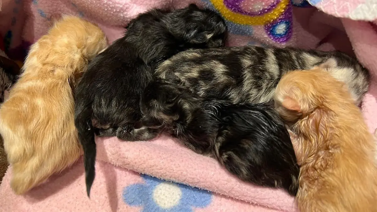 Fünf Fundkitten aus Marl