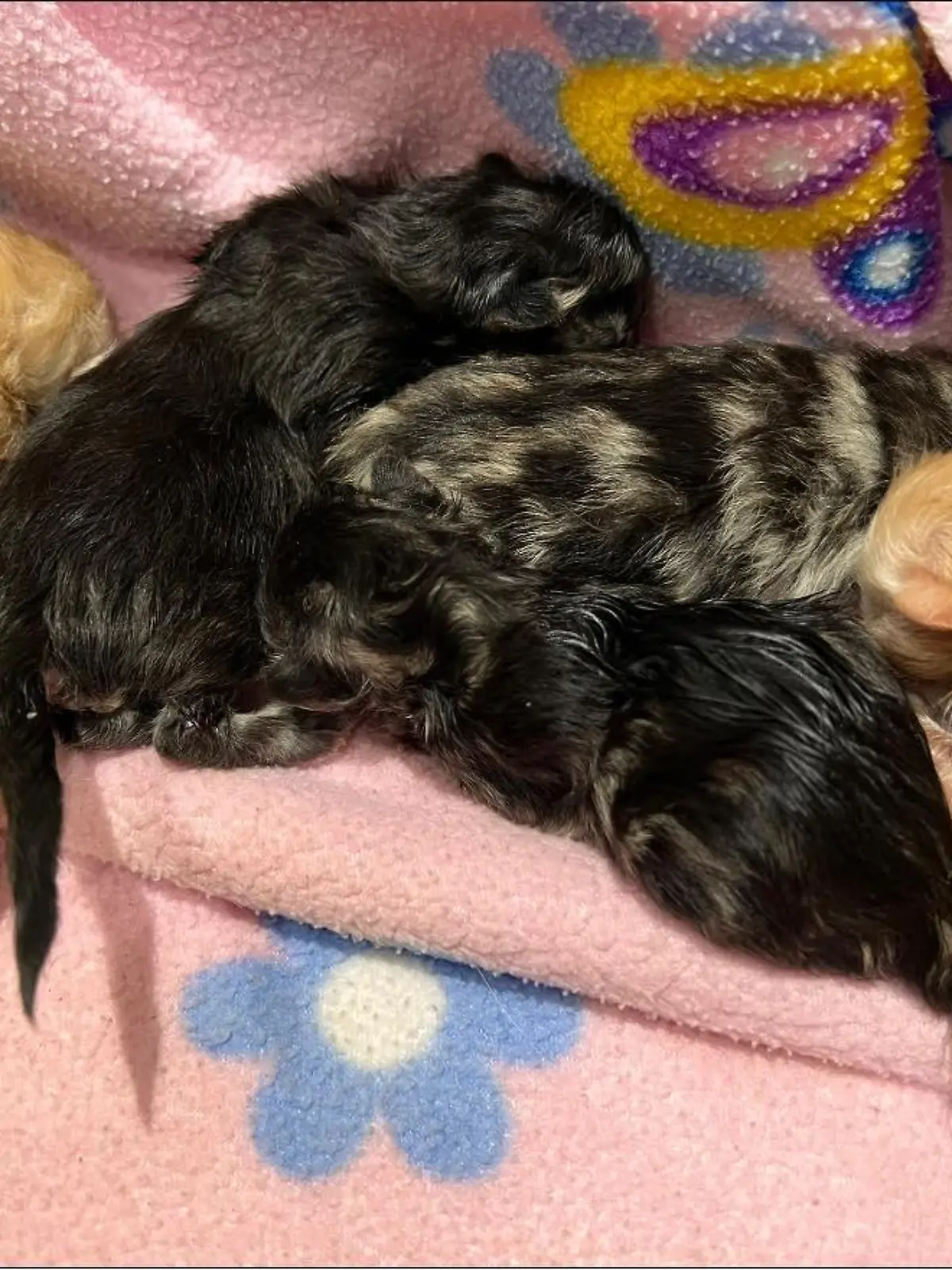 Fünf Fundkitten aus Marl