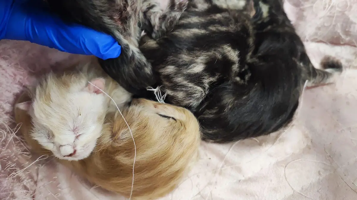 Fünf Fundkitten aus Marl