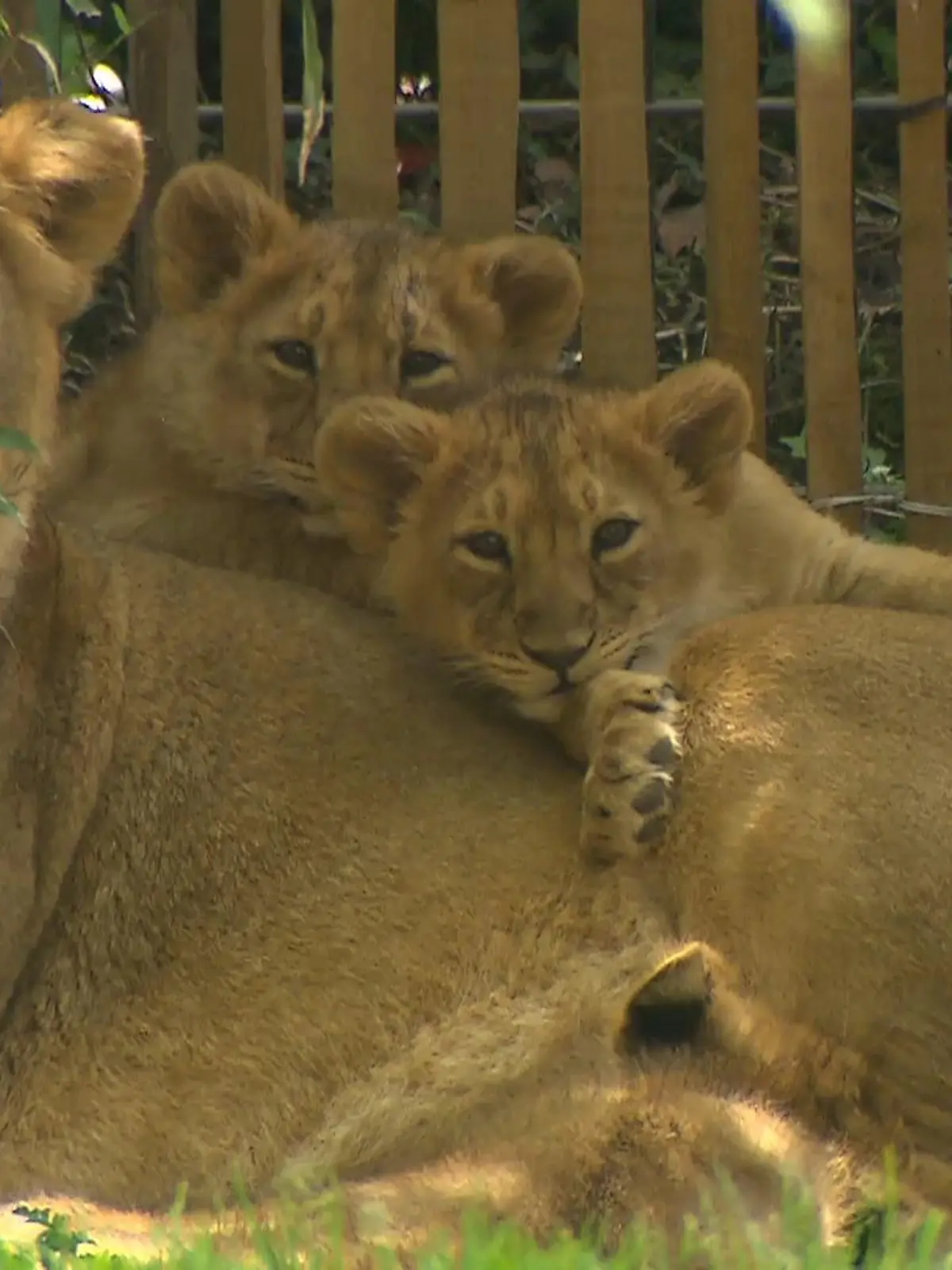 Bild zu: "Löwen-Nachwuchs im Zoo"