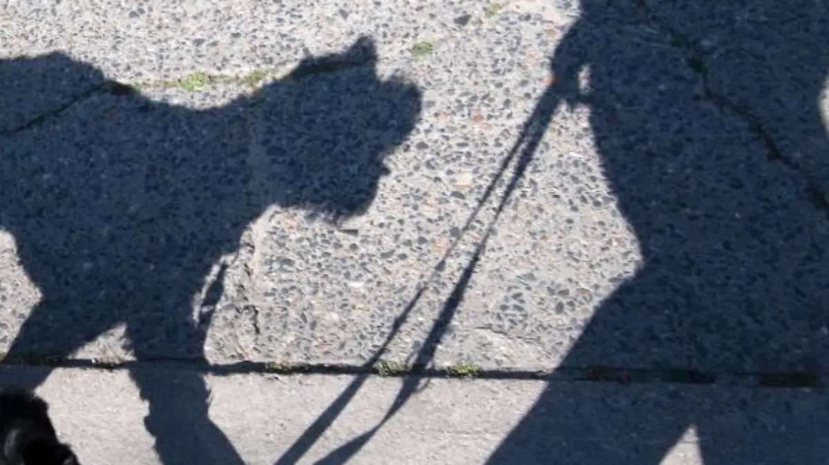 Hund