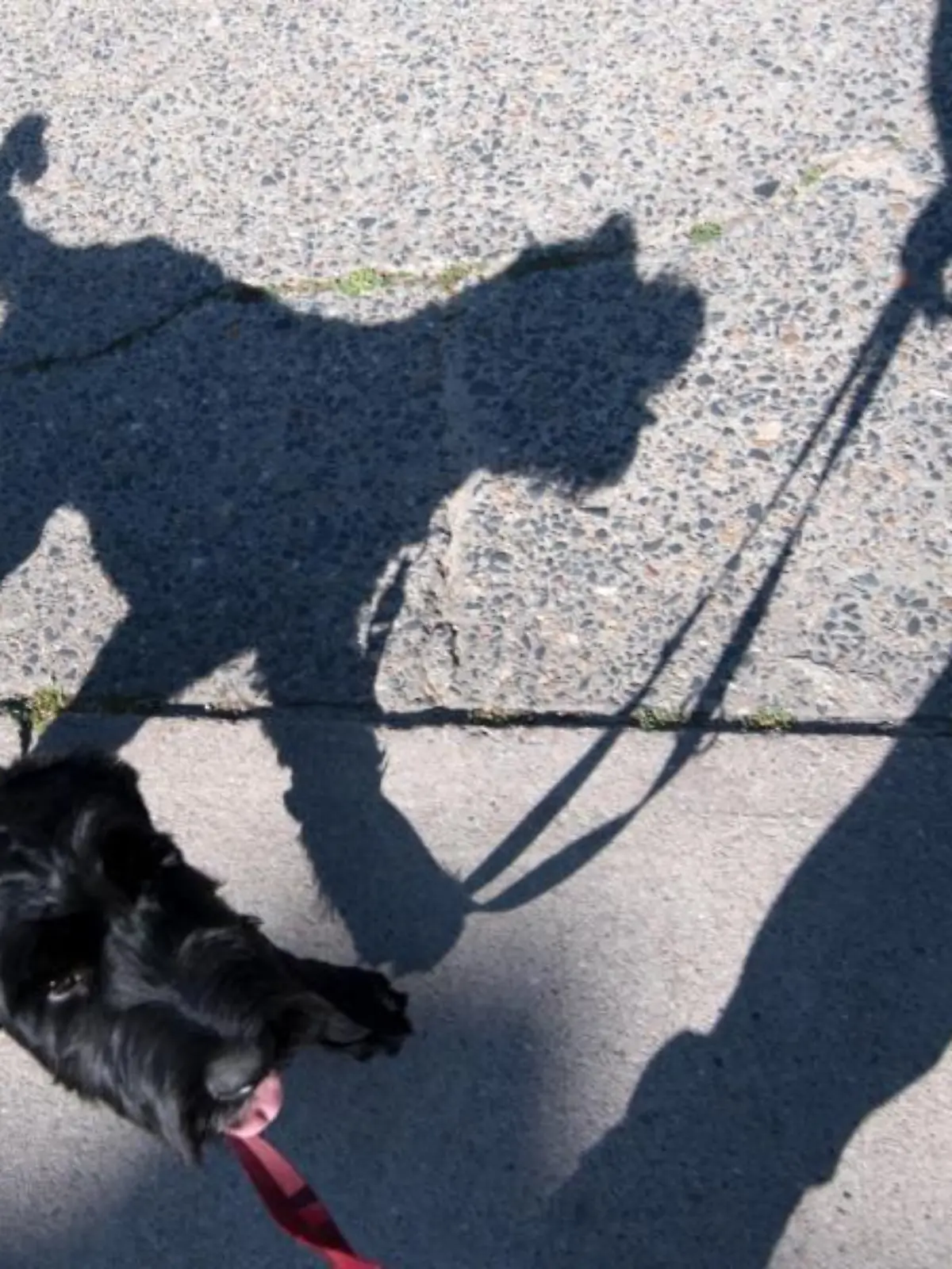 Hund