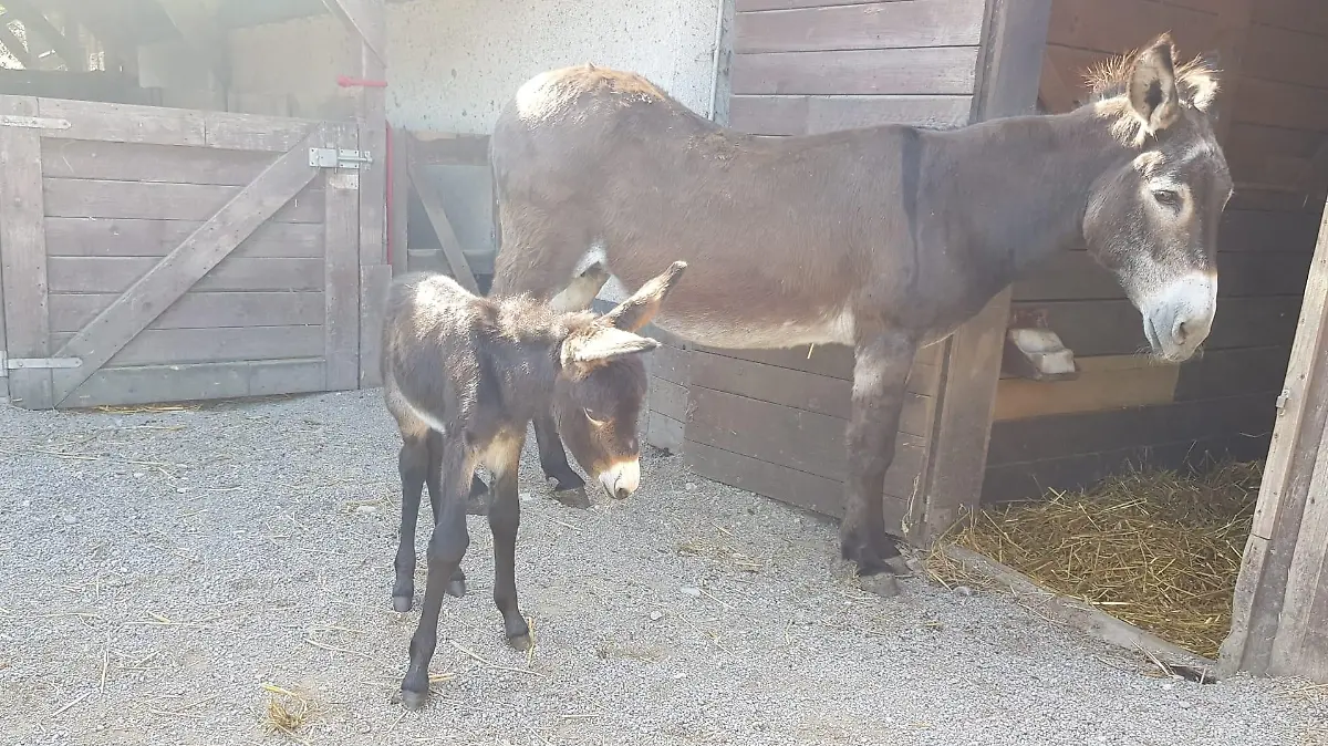 Esel auf dem Oppumer Gnadenhof.