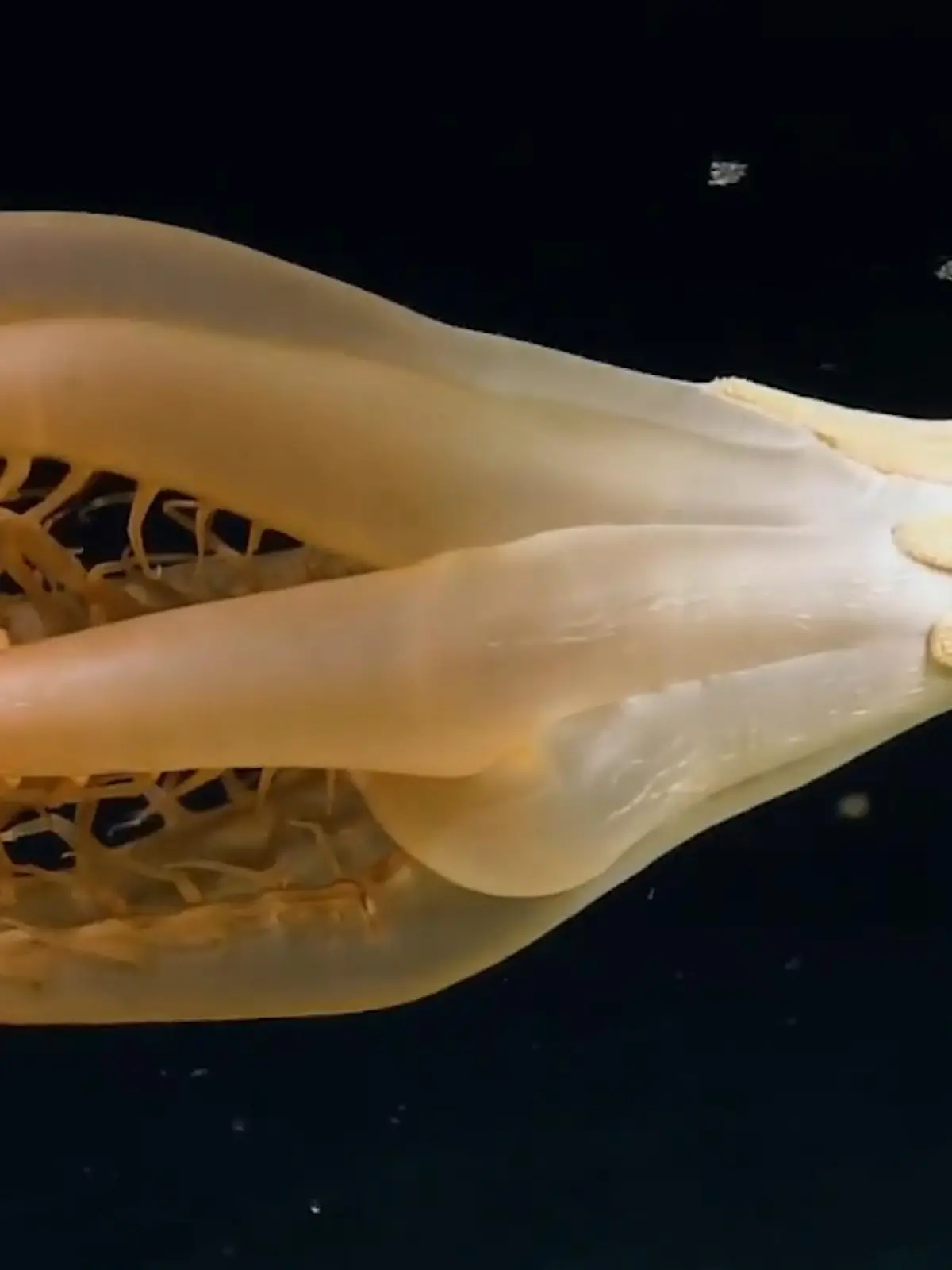 Es sind faszinierende Aufnahmen. Forscher haben ein bisher unbekanntes Meerestier im Pazifischen Ozean entdeckt. Jetzt hat die Nautilus-Expedition des Ocean Exploration Trust die sensationellen Aufnahmen veröffentlicht. Demnach soll das Tier bei Johnston-Atoll in etwa 3.000 Metern Tiefe gefunden worden sein. Mehr dazu im Video.