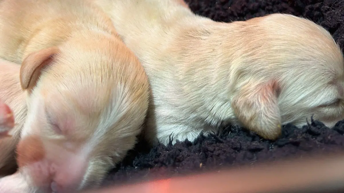 Die Tierschützer haben Anzeige gegen Unbekannt gestellt.