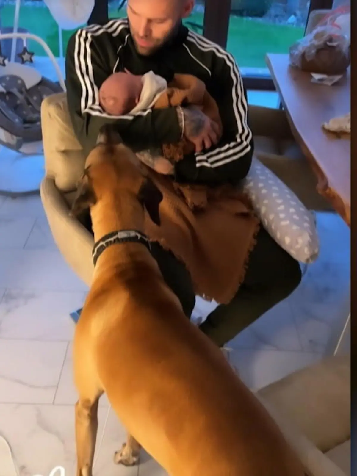 Bild zu: "Jenny Frankhausers Hunde lernen ihren Sohn kennen"